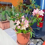 Tomas Old House - River Apartamento *